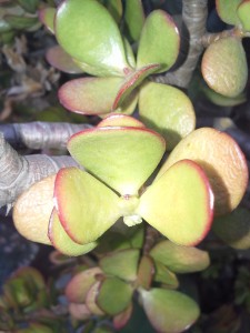 3/4 petals