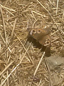 Fibonacci's Number in the wings of a butterfly
