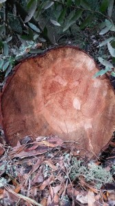 Circle Still