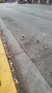 black and white = cow pigeon
