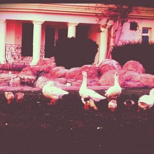 goose multiplication children