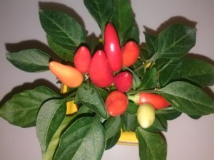 a crowd of peppers