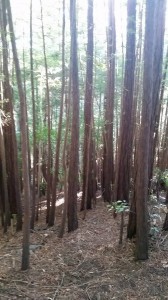 Crowd of trees