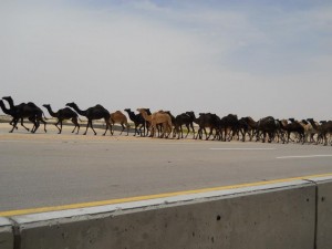 camel crowd