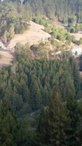 crowd of trees 2